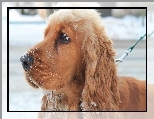 Cocker, Spaniel, �nieg