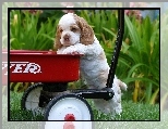 Spaniel, Szczeniak, Cocker, W�zek
